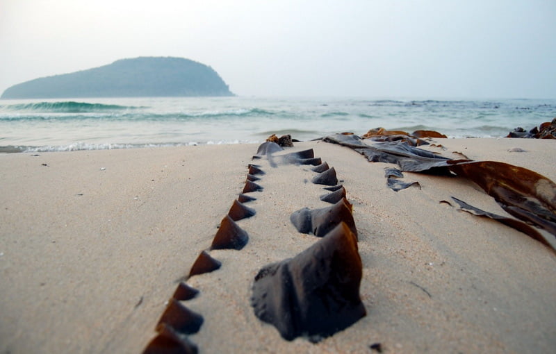Бухта Поющего песка на материке у острова Петрова
