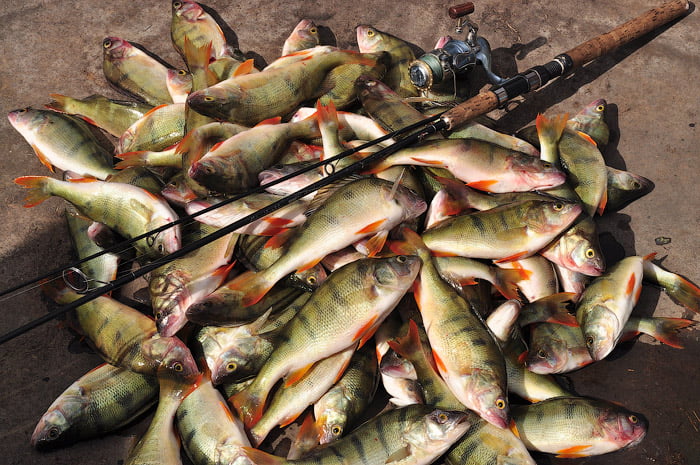 рыбалка на озере Чаны