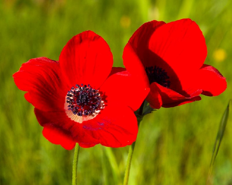 Анемон или Anemone coronaria