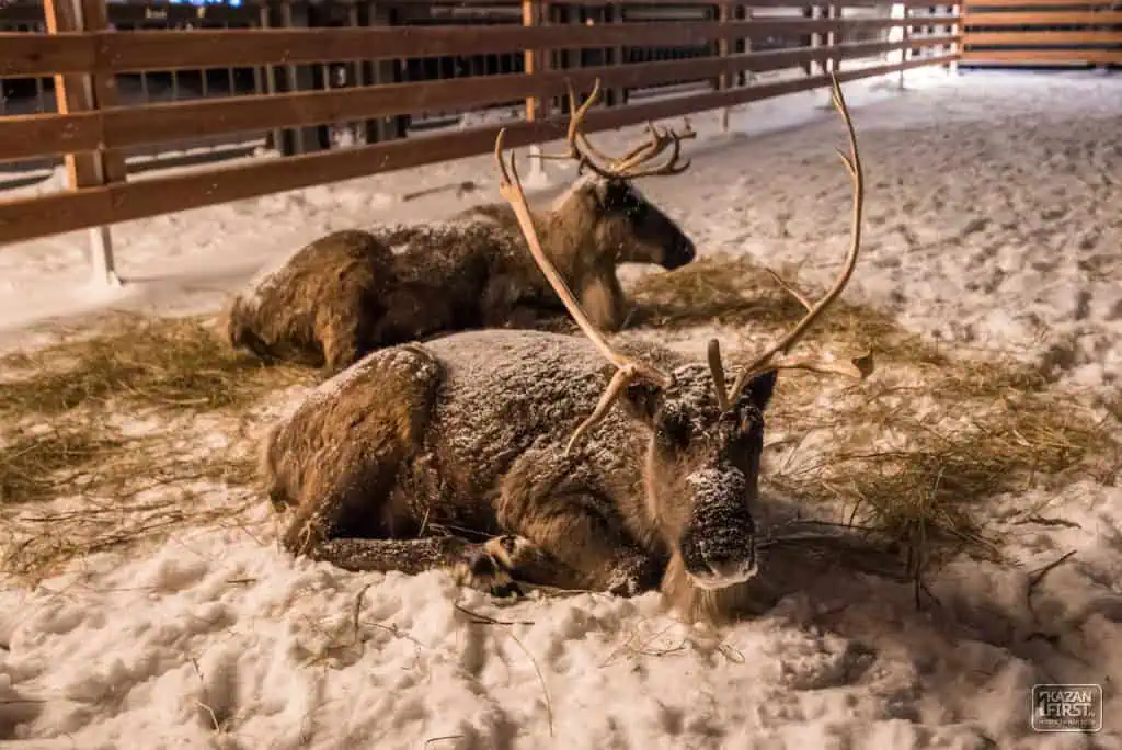 северные олени Сказочный городок в Казани