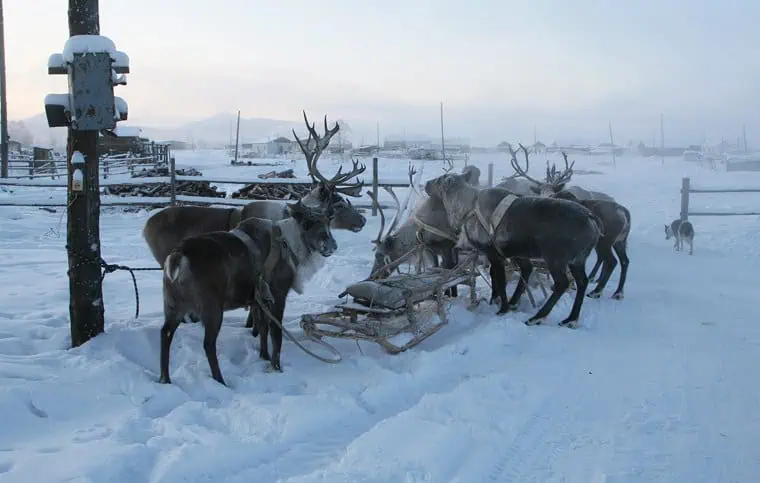 Оймякон олени