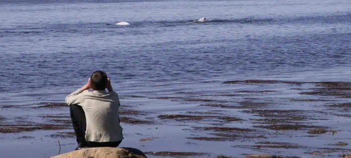 Белухи на Соловках Архангельской области