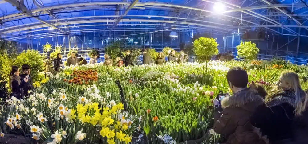 Аптекарский огород