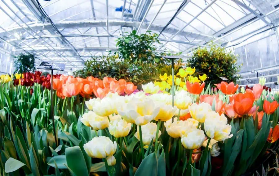 Аптекарский огород