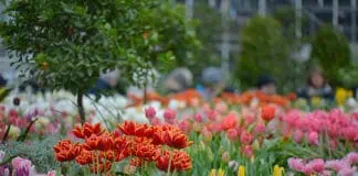 Аптекарский огород