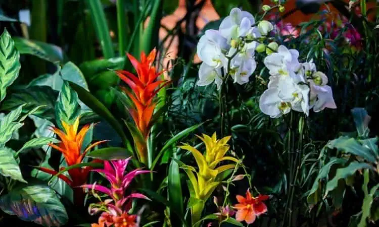 Аптекарский огород