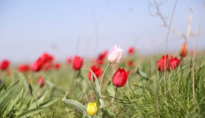 Тюльпаны Геснер в Калмыкии