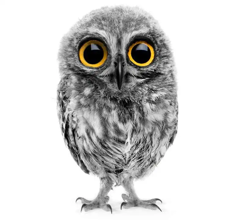 Сова Ночи музеев