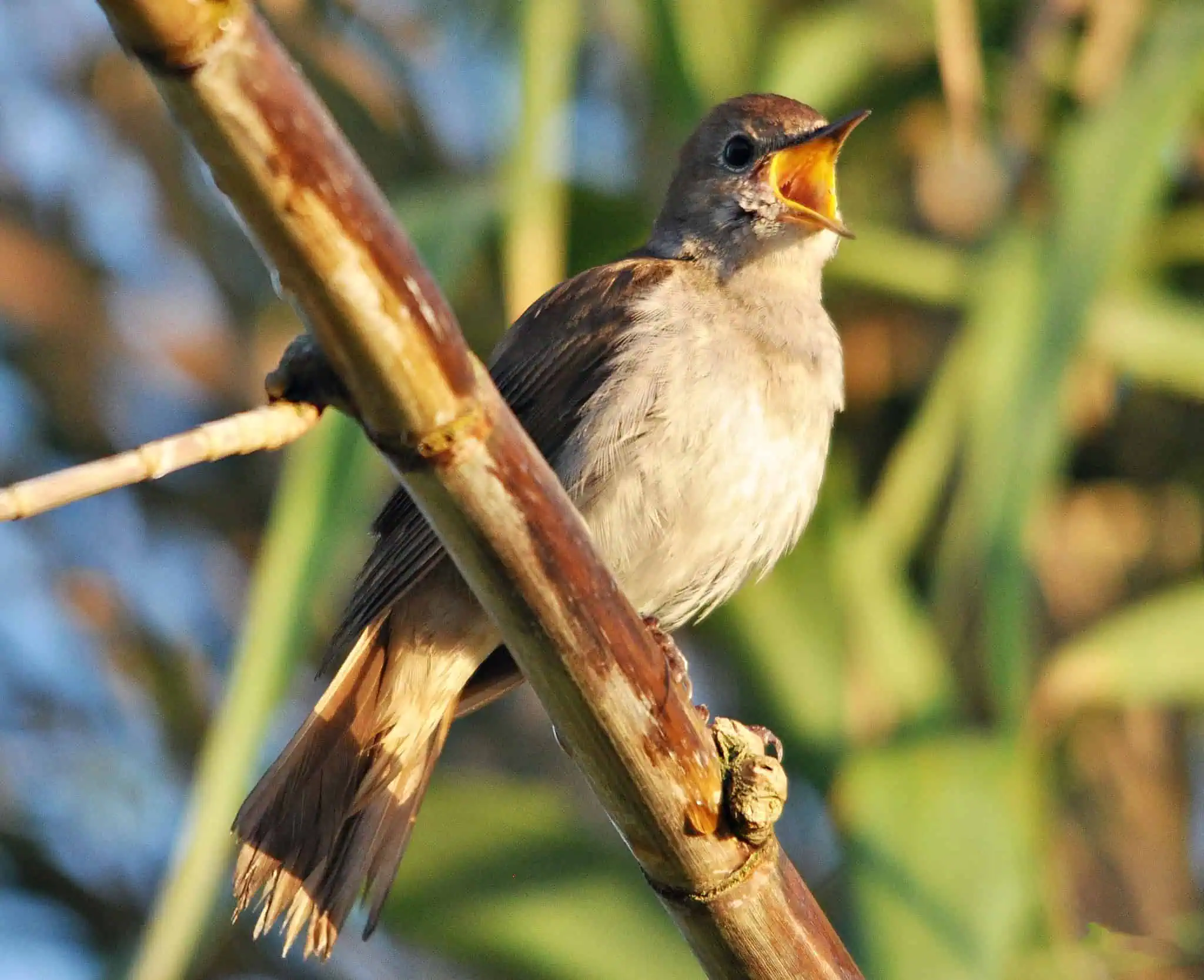 май. соловей