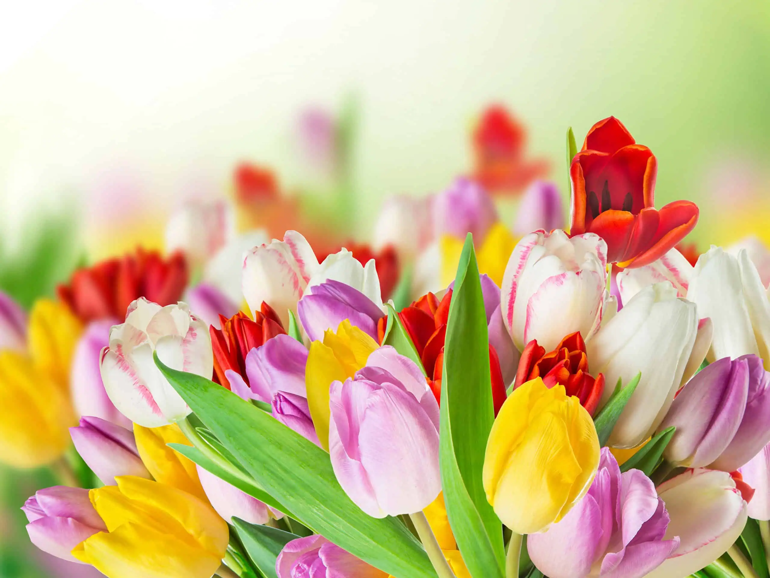 май. тюльпаны