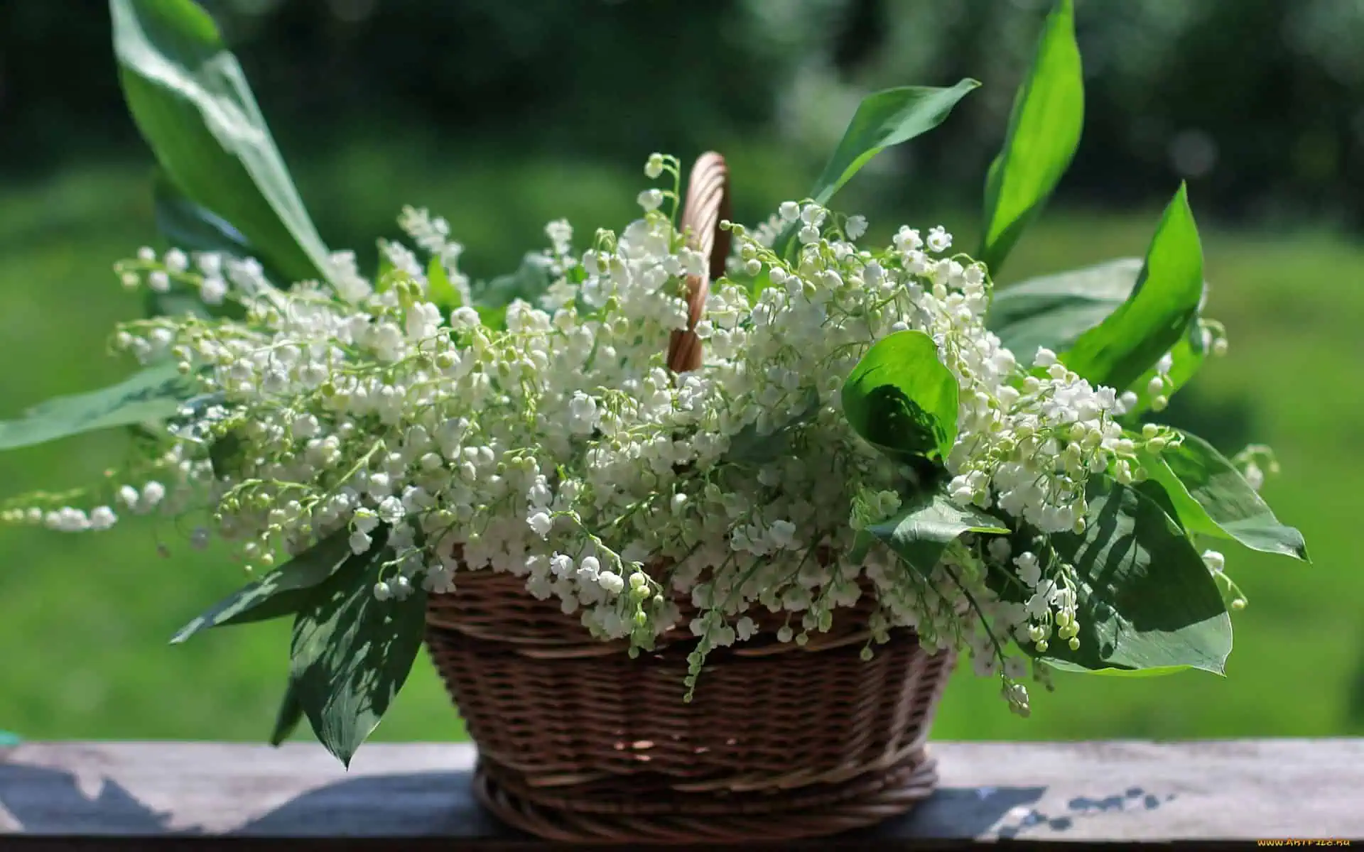 ландыши май