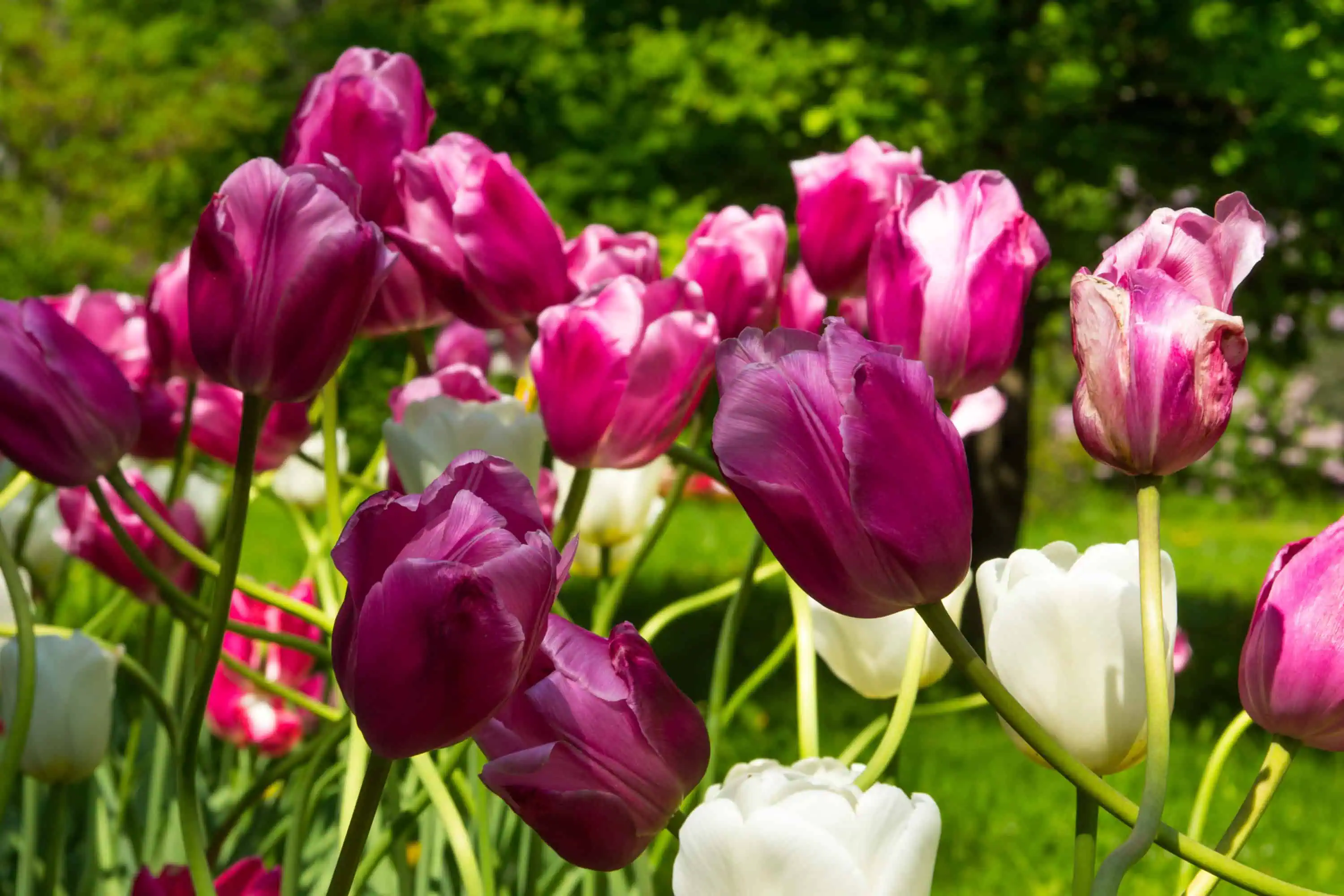 май. тюльпаны