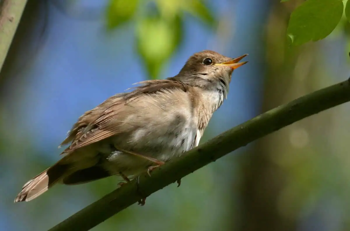 май. соловей