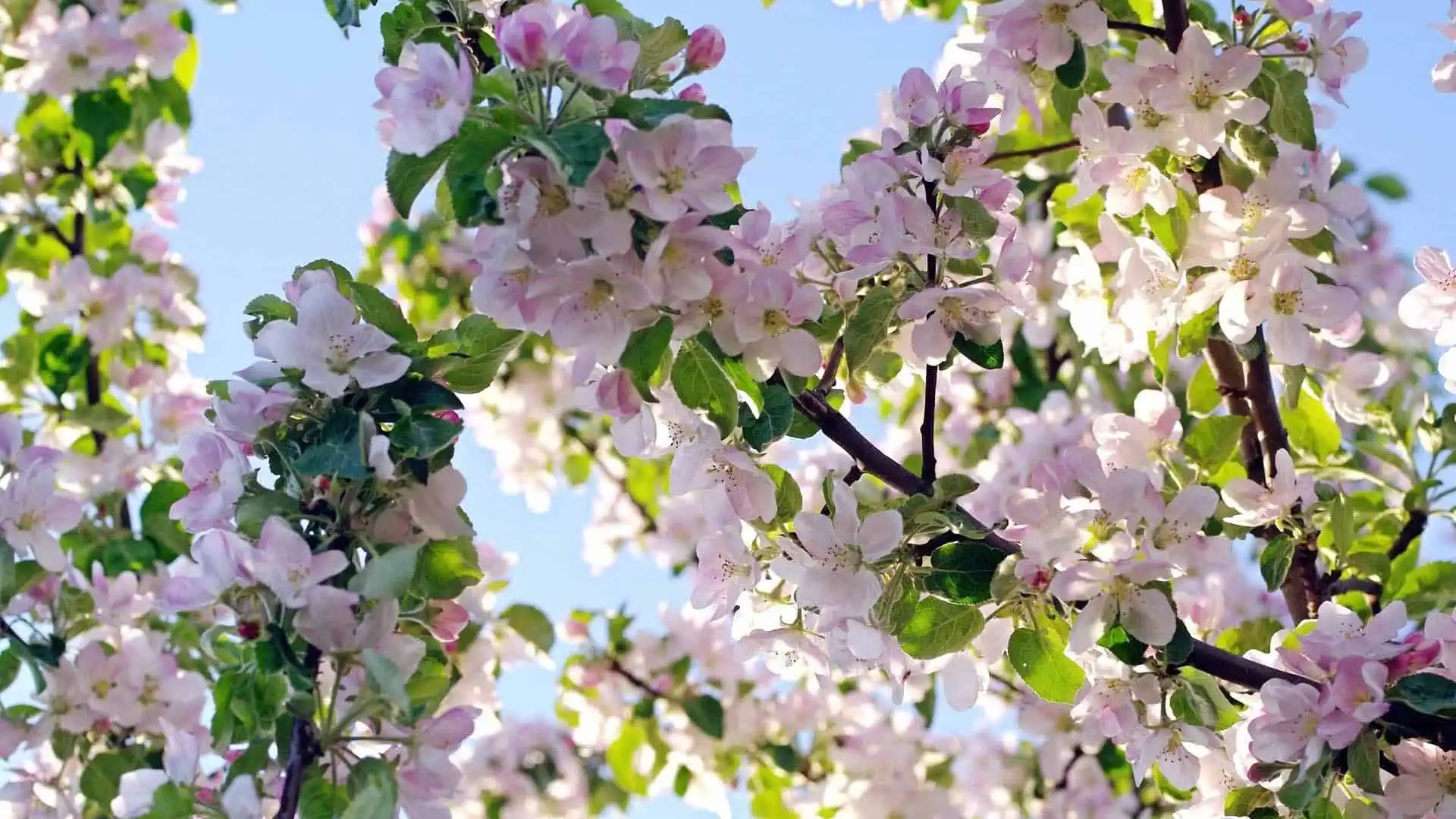 май. цветущие сады