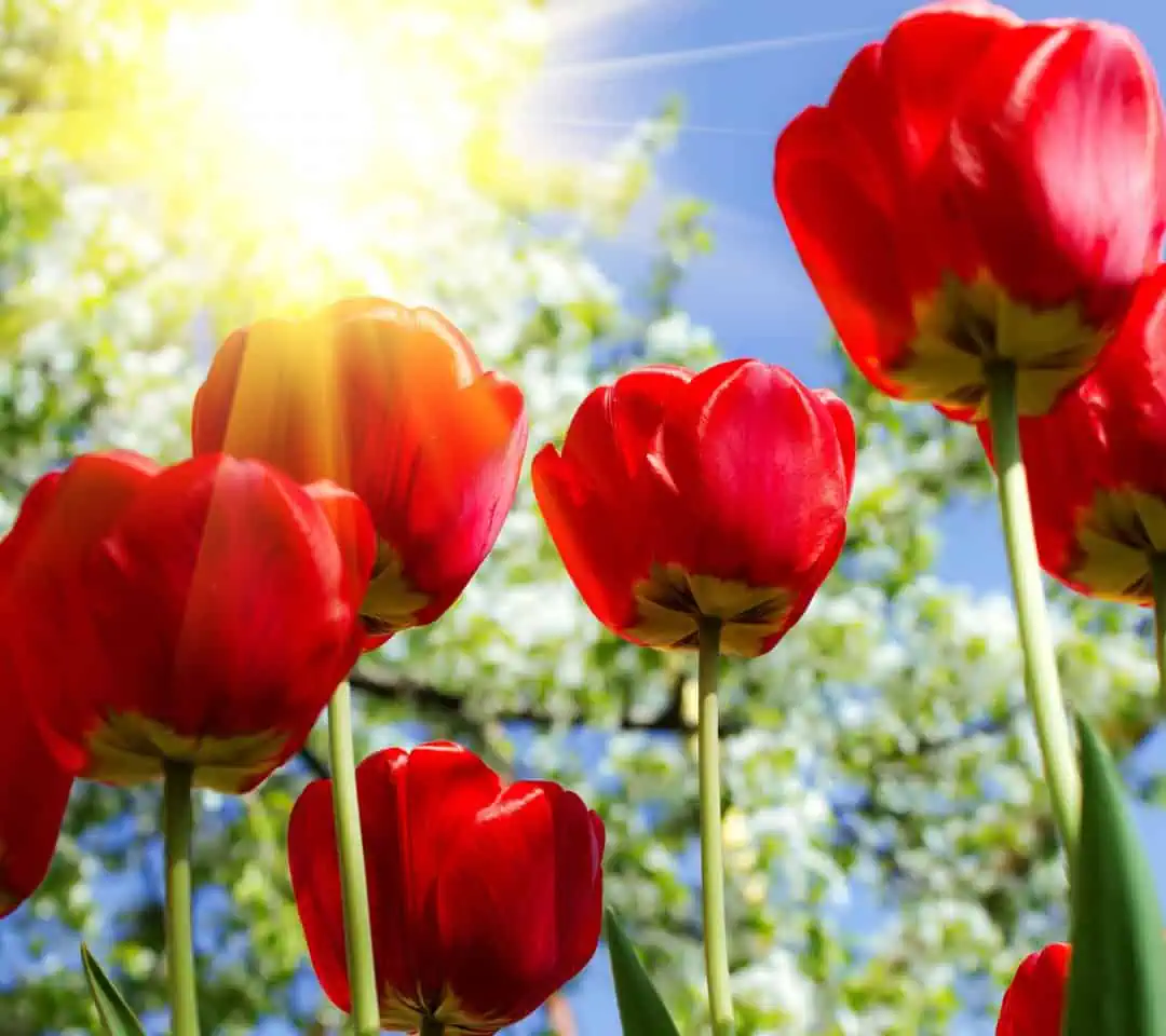 май.тюльпаны