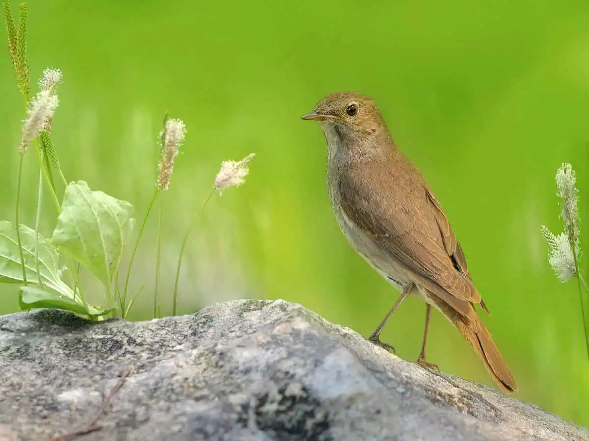 май. соловей