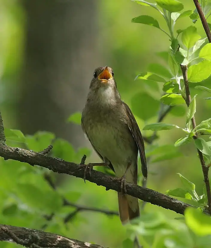 май. соловей