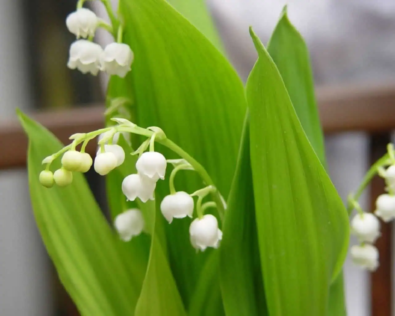 ландыши май