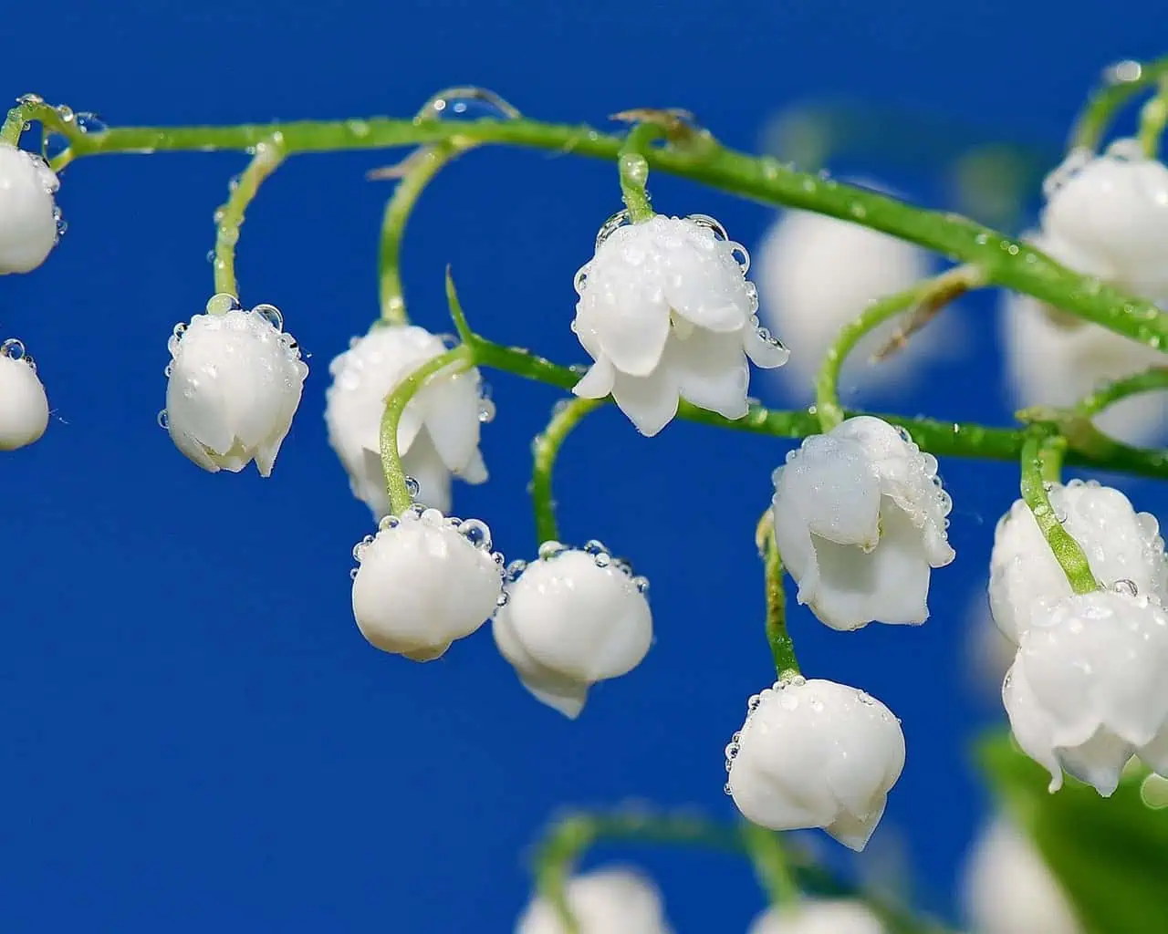 ландыши май