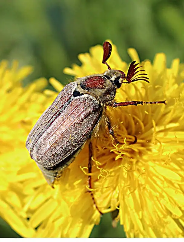 майский жук