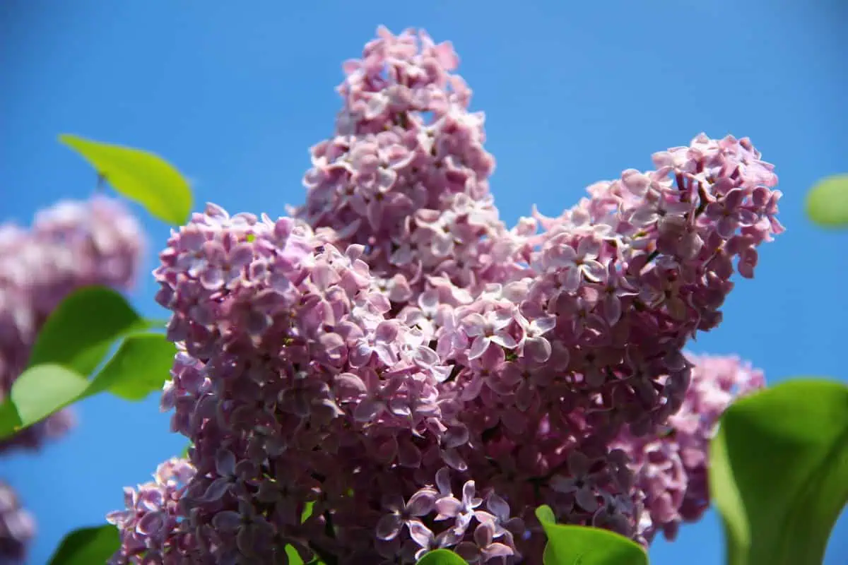 май.сирень.черемуха