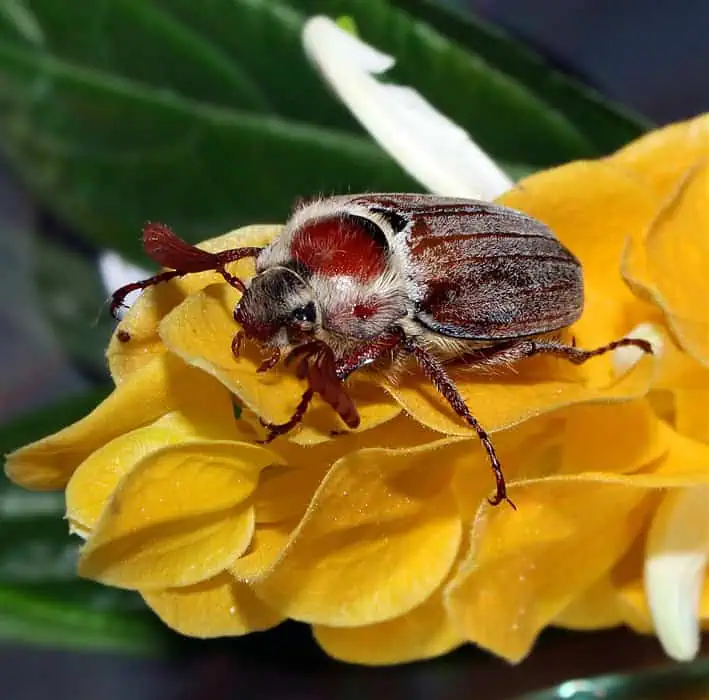 майский жук