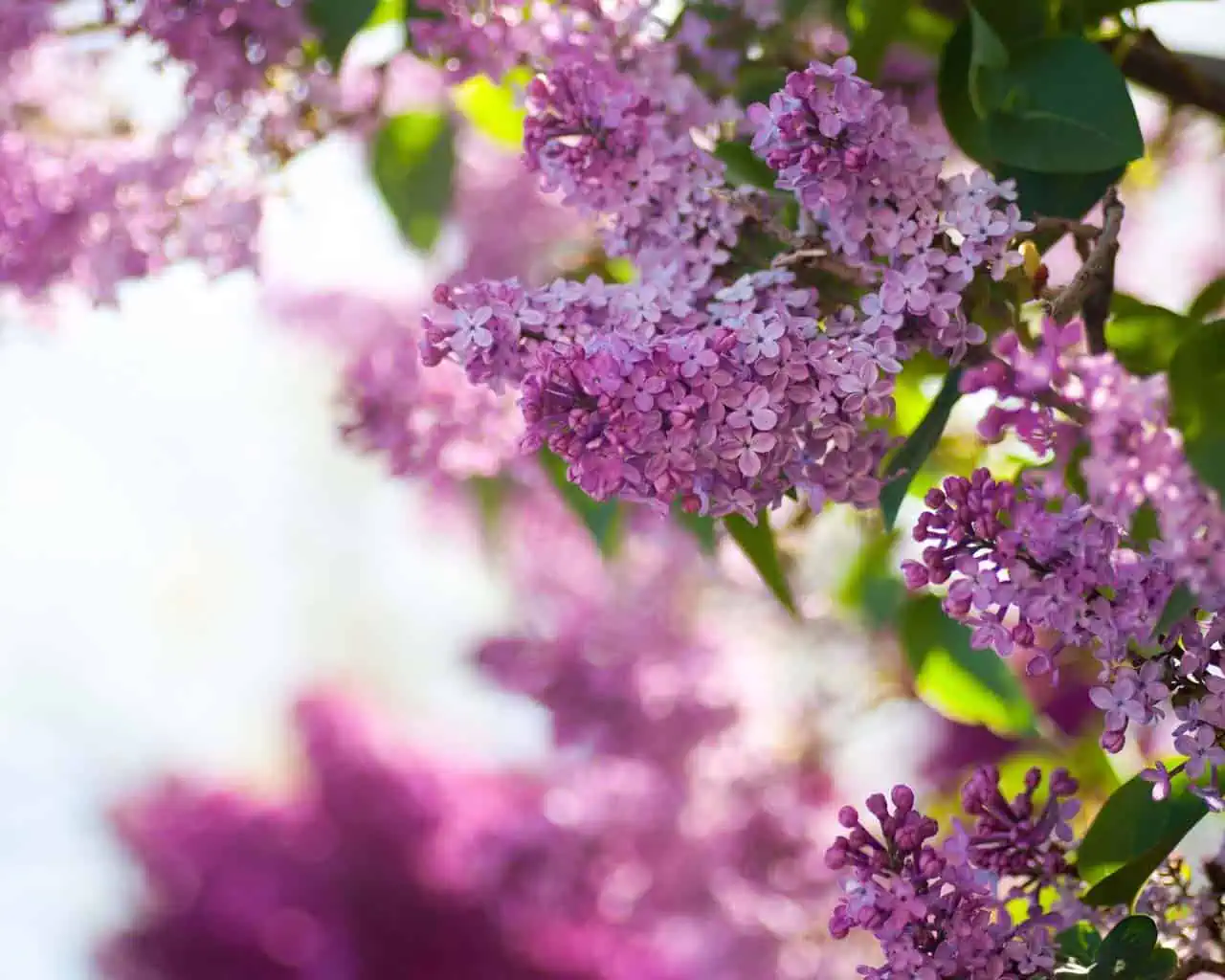 май.сирень.черемуха