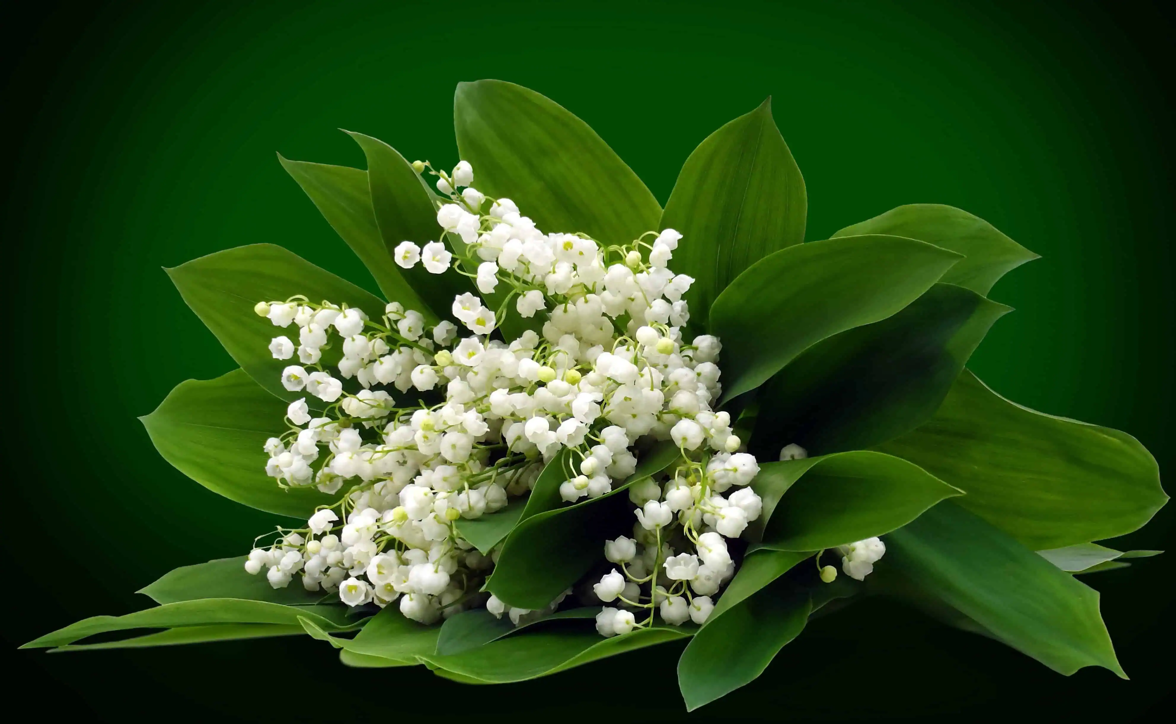 ландыши май