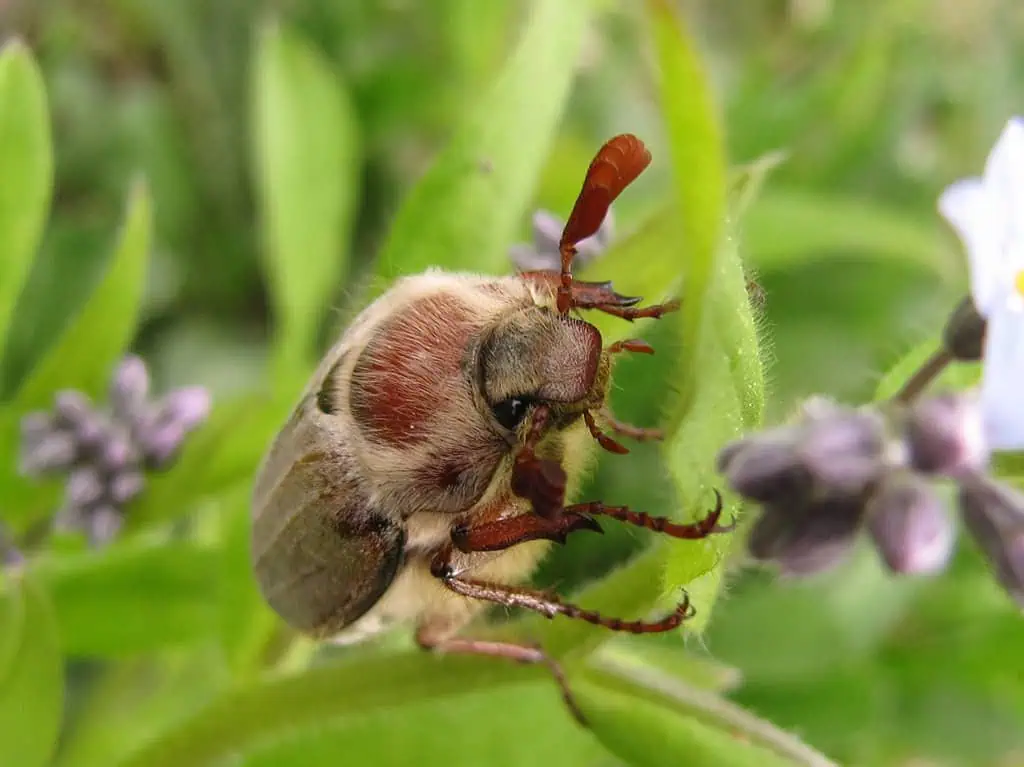 майский жук