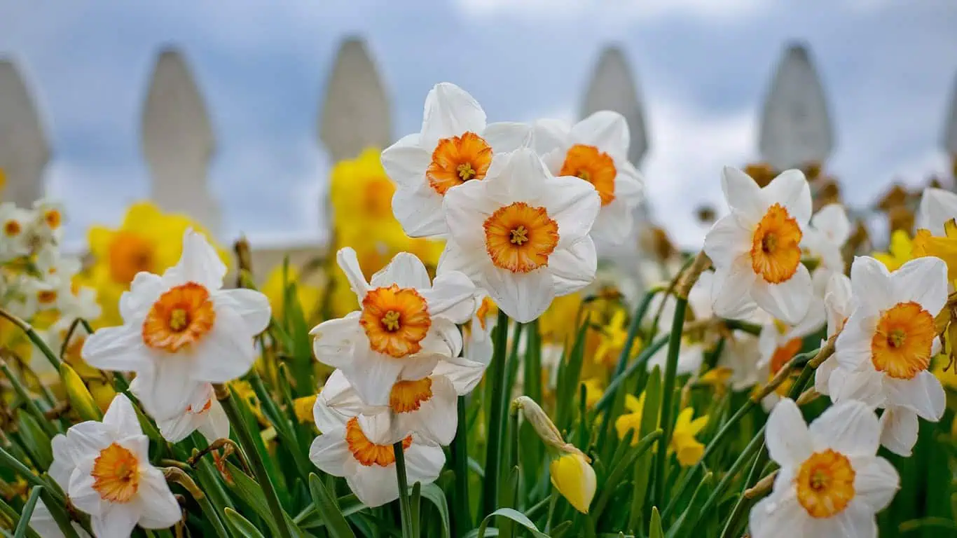 нарцисс. май