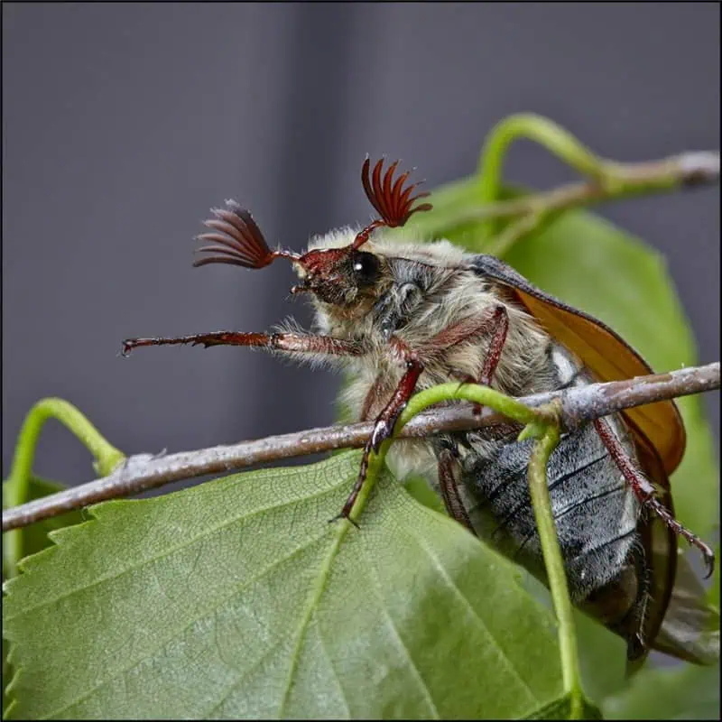 майский жук