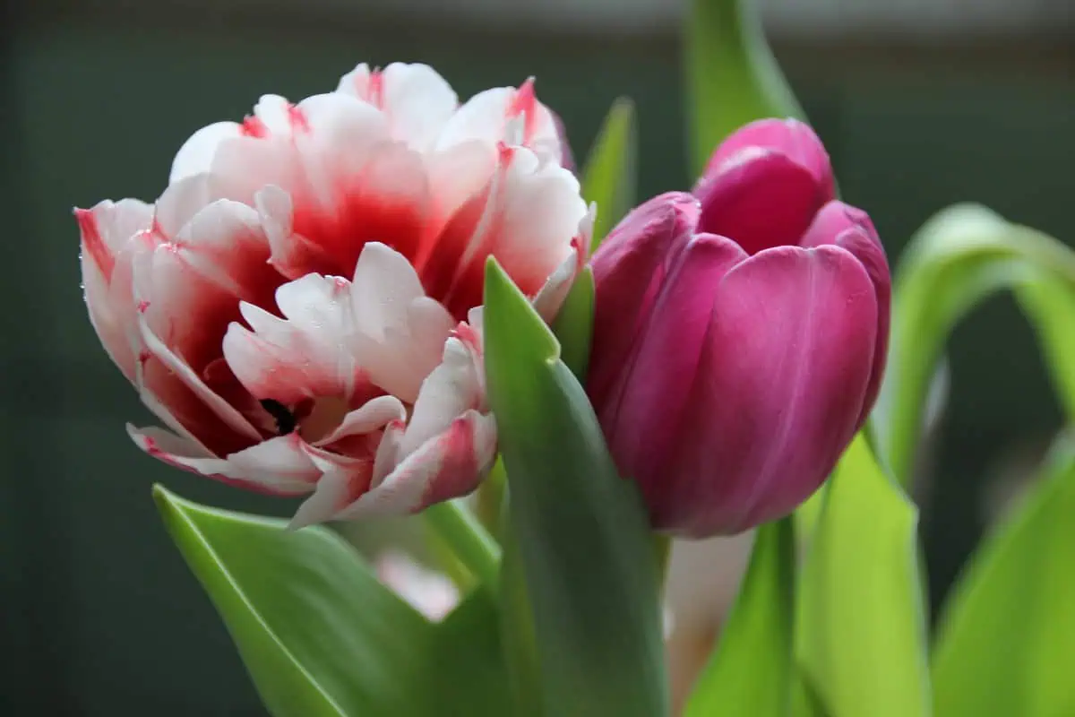 май.тюльпаны