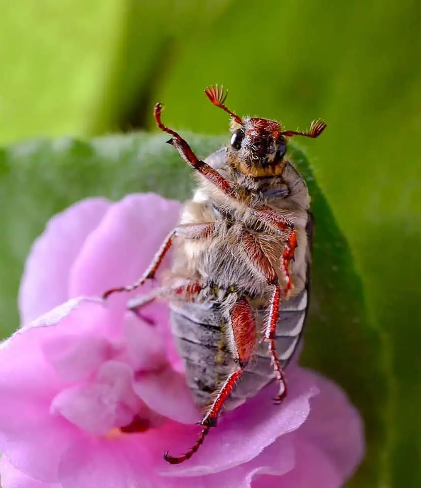 майский жук