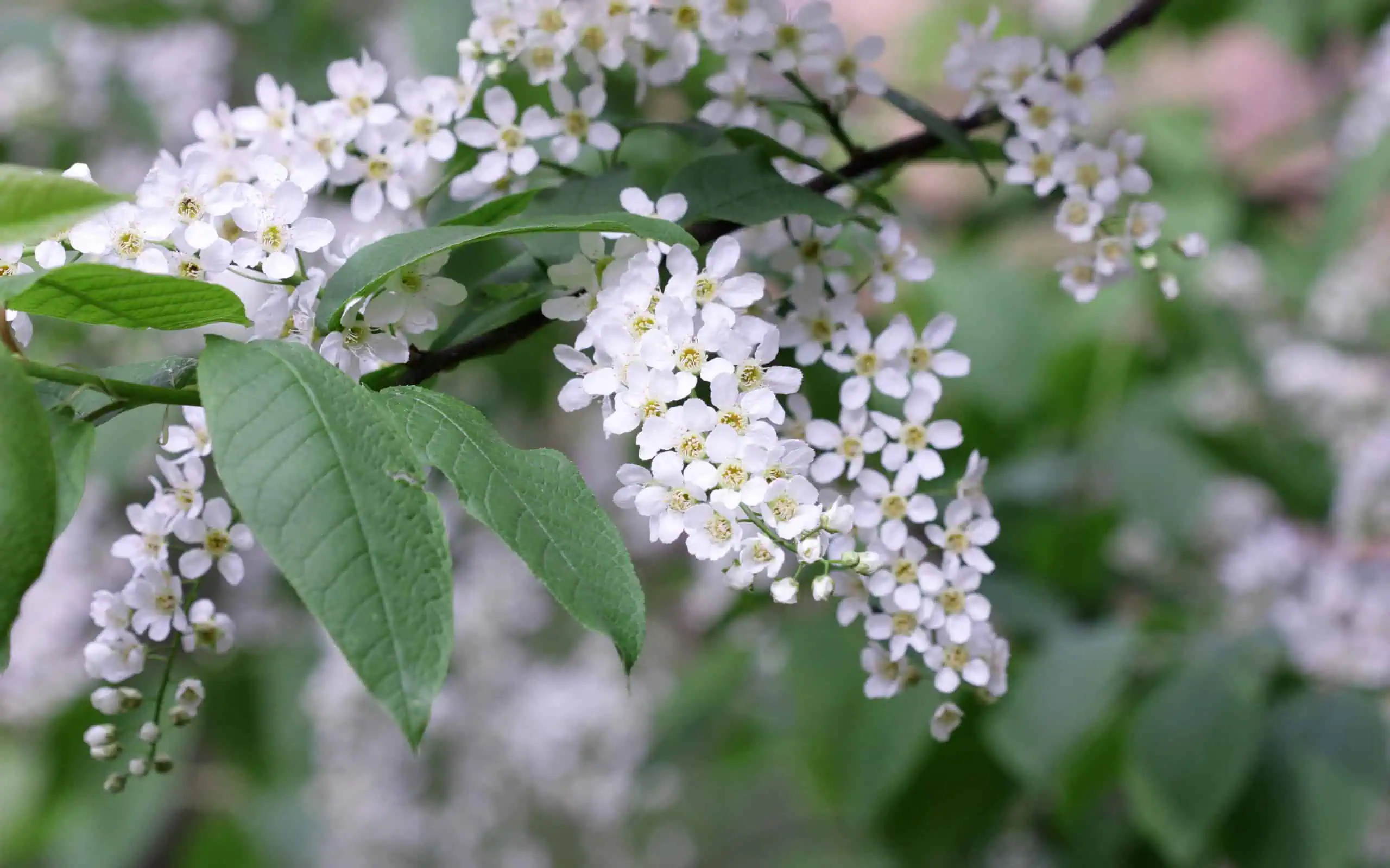 сирень черемуха май