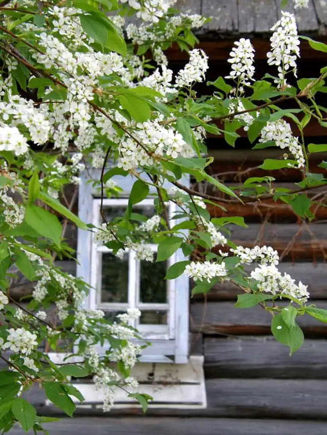 сирень черемуха май