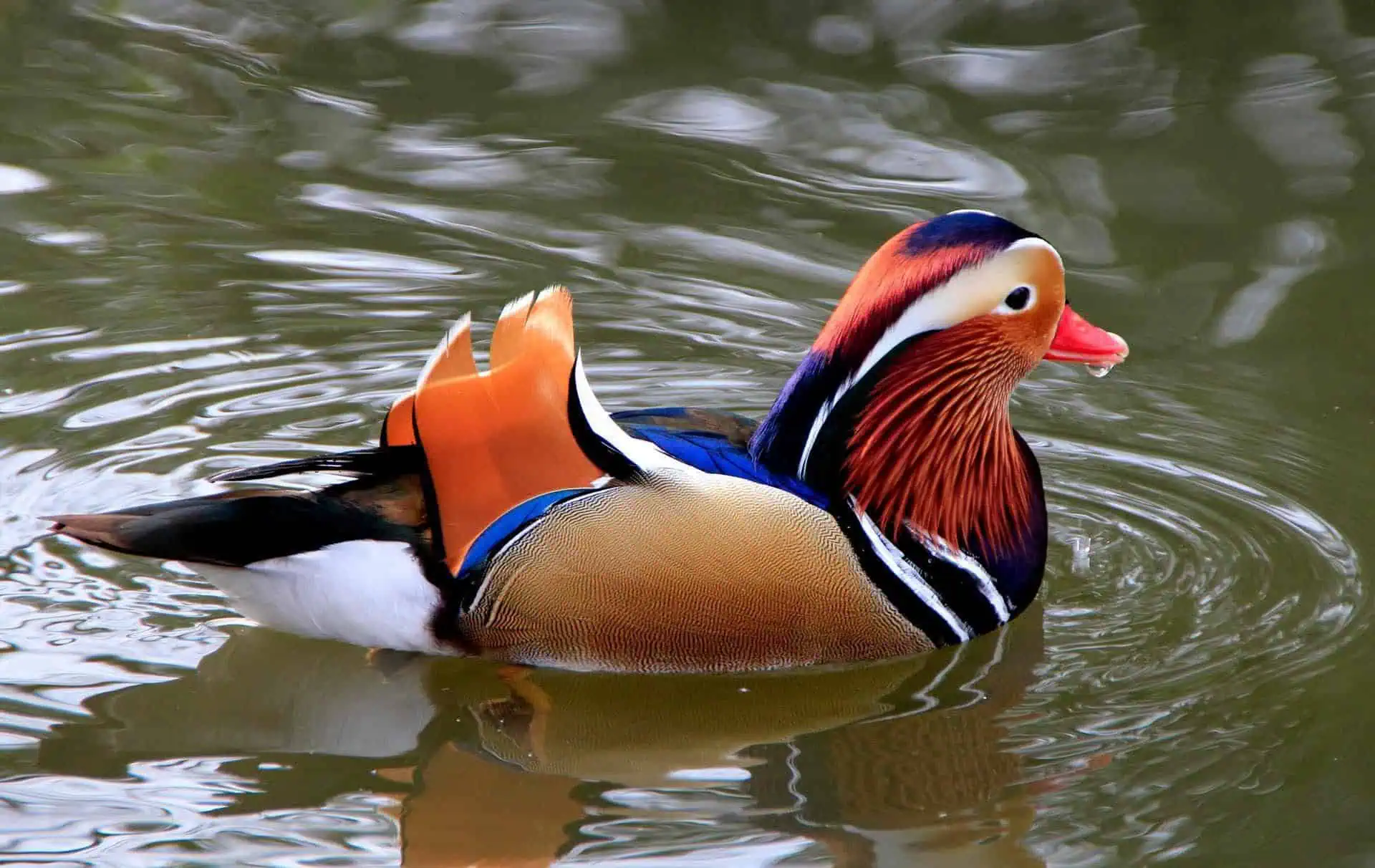 Мандариновая утка