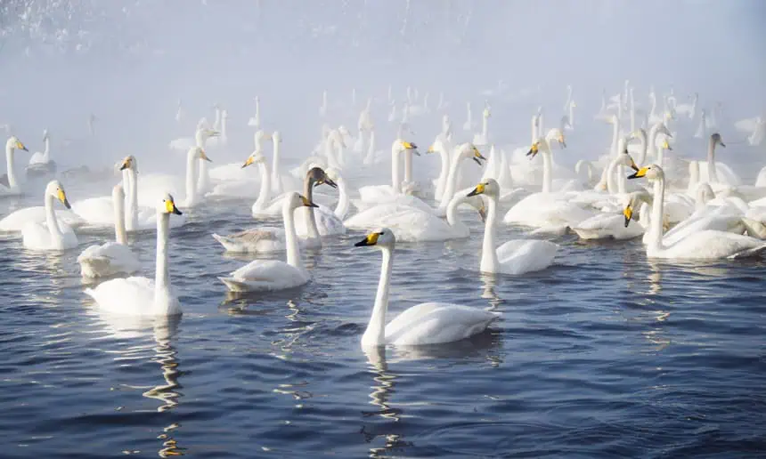 Фестиваль "Алтайская зимовка"