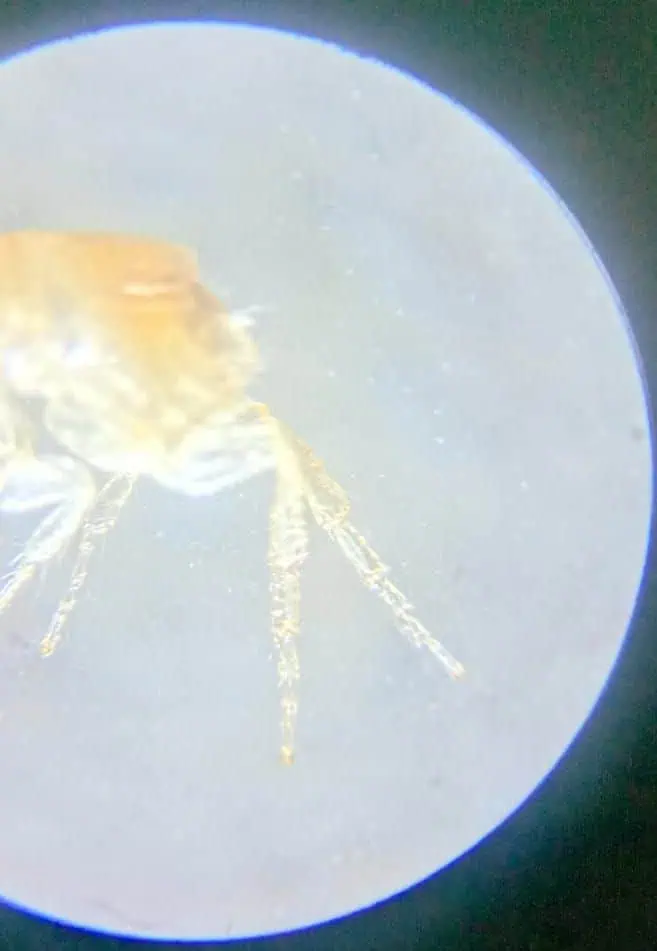 Подкованная блоха. Тула. старая тульская аптека