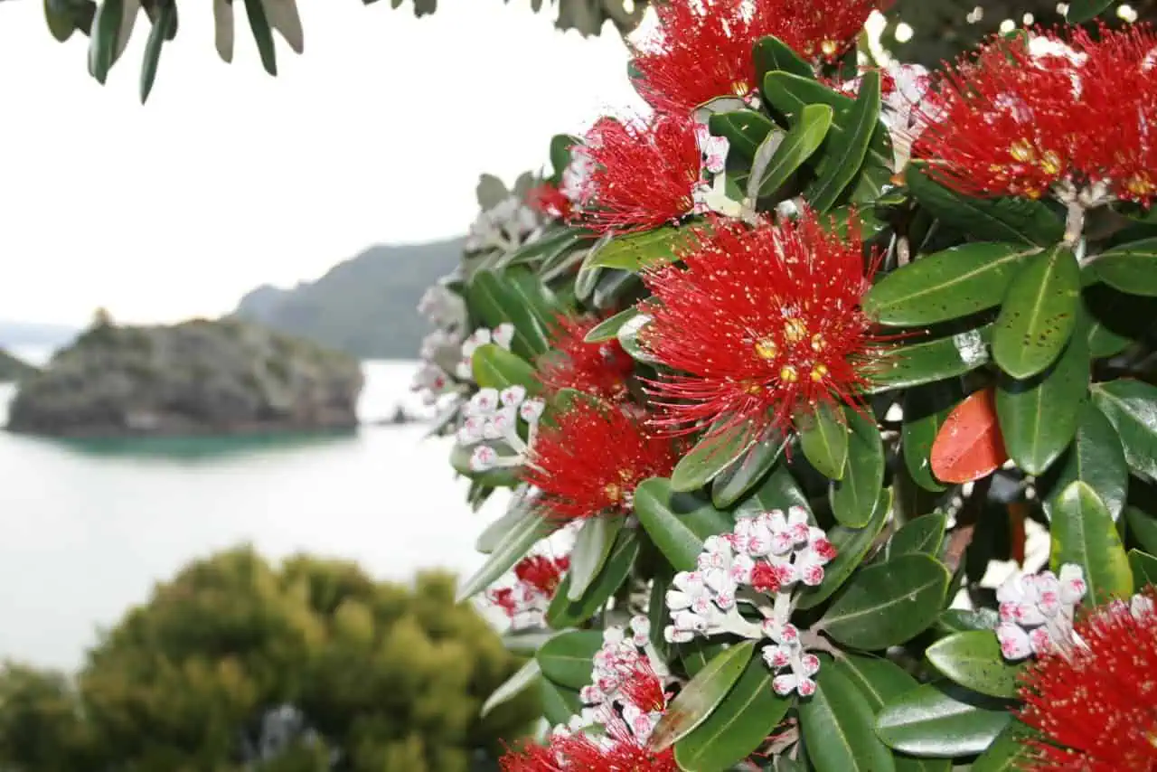 Цветы метросидероса в Австралии