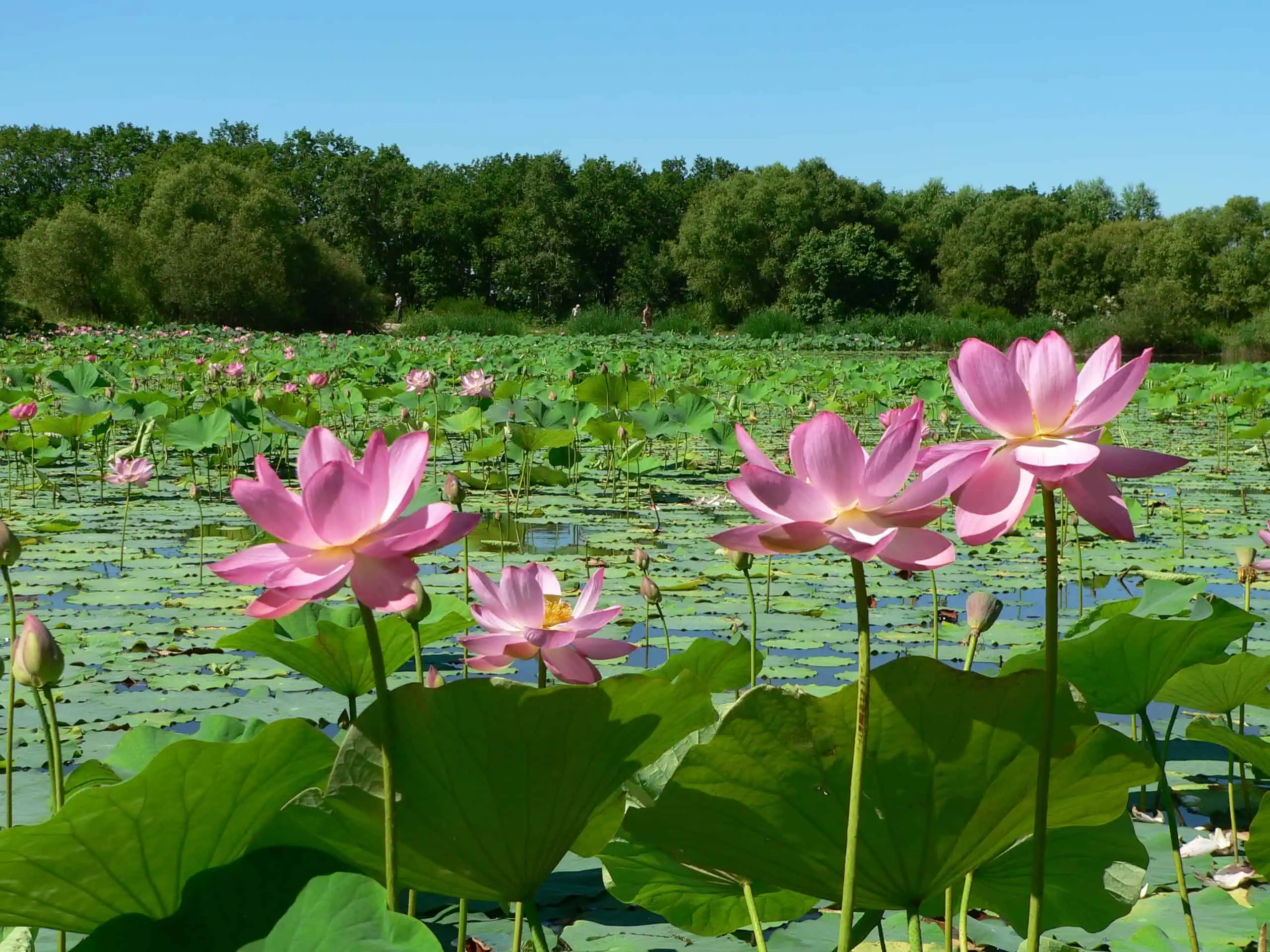 ozero hanka ussuriysk